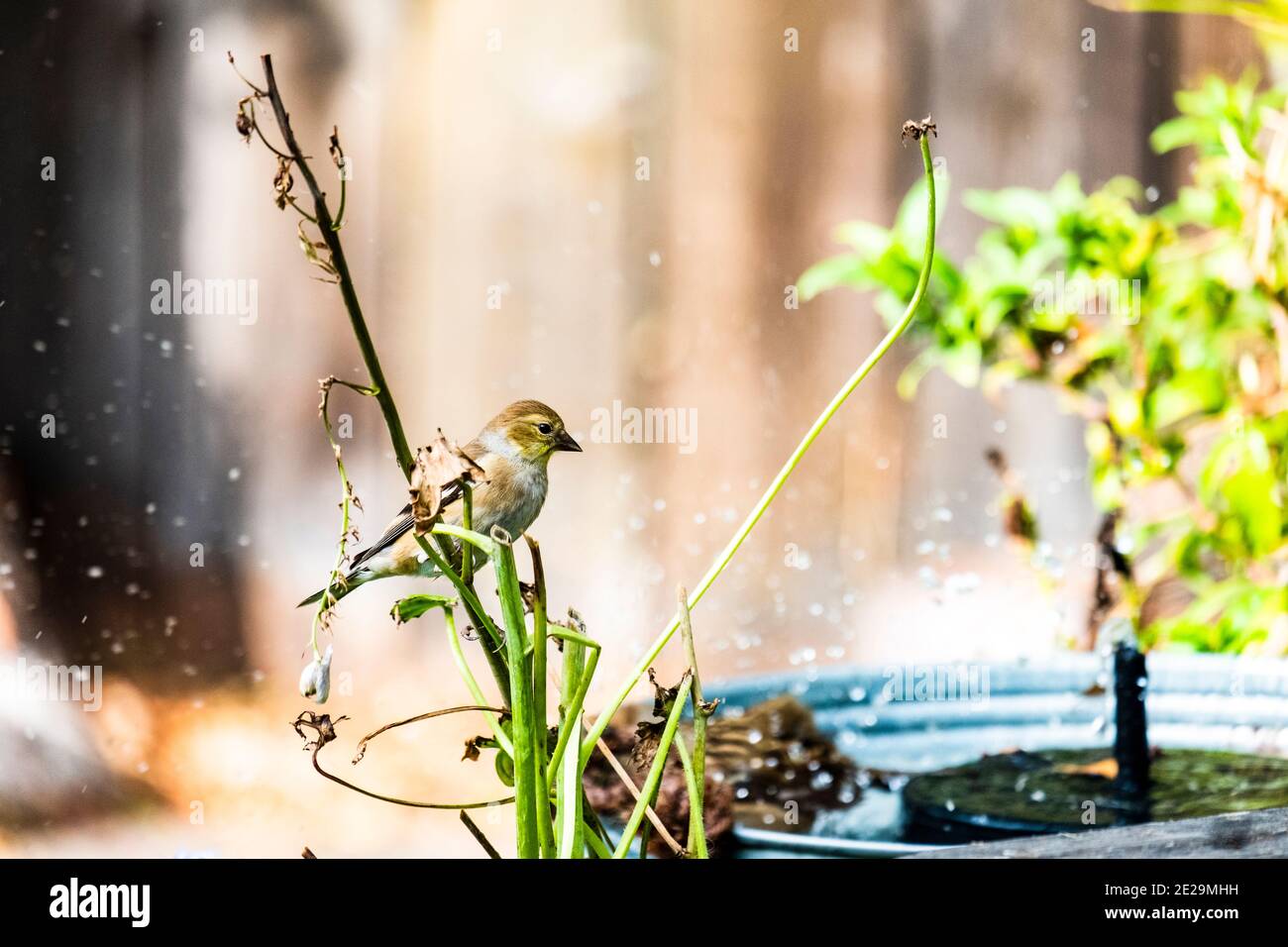 American Goldfinch, Spinus tristus, juvenile or non breeding adult male, perched above fountain in autumn Stock Photo