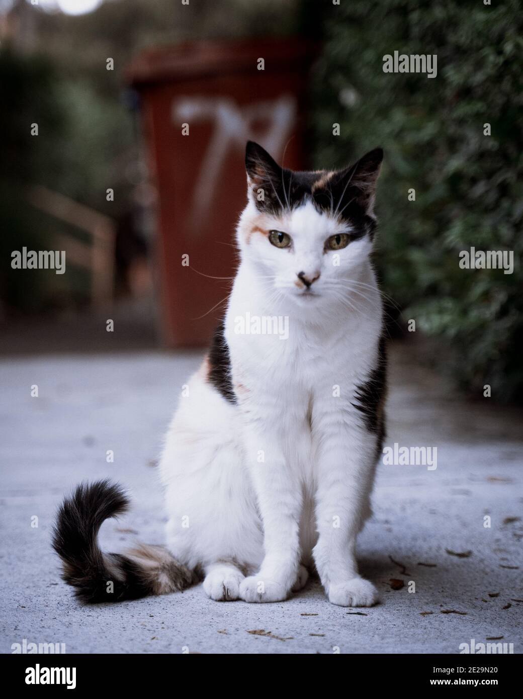 Vertical selective focus shot of a Calico cat with green eyes Stock ...