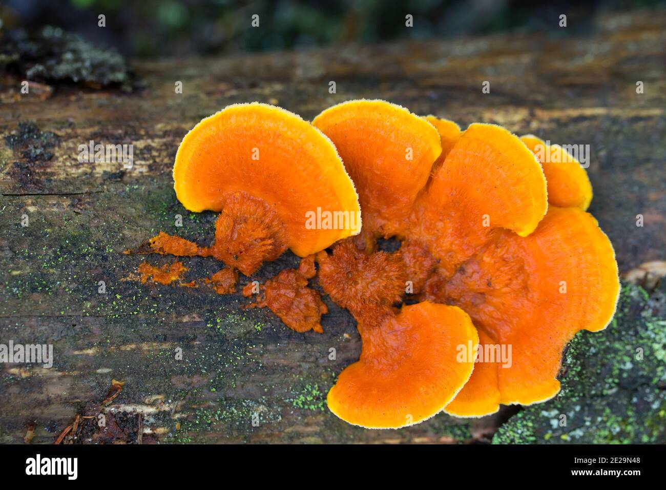 Orange polypore hi-res stock photography and images - Alamy