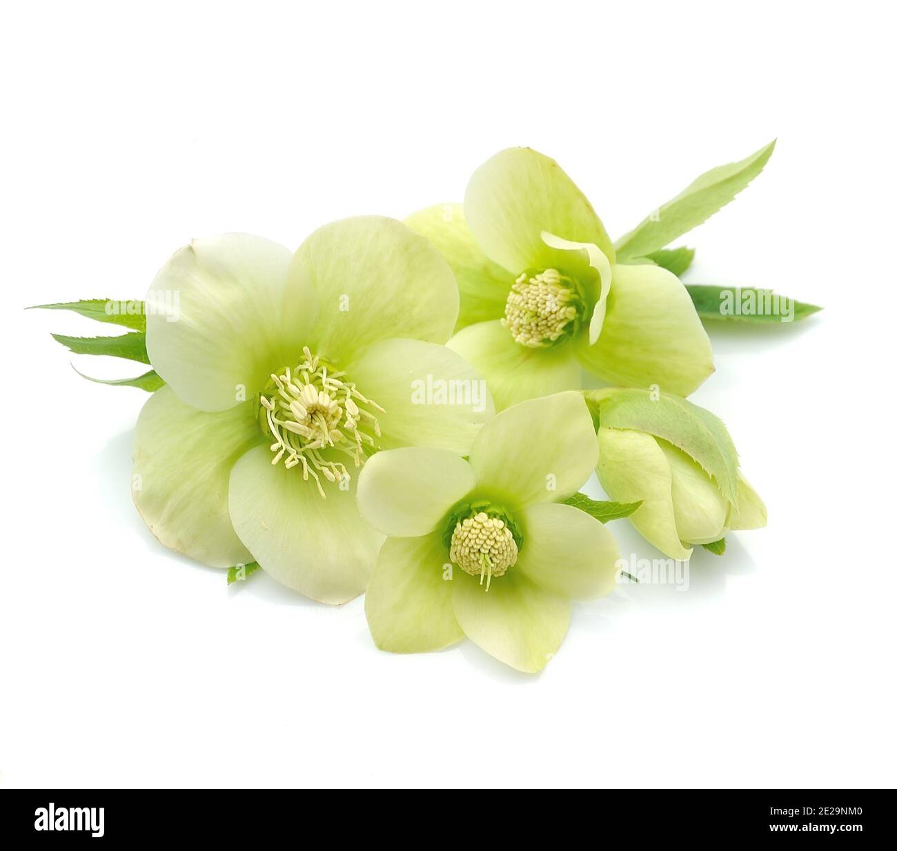 Hellebore flowers isolated on white backgrounds Stock Photo - Alamy
