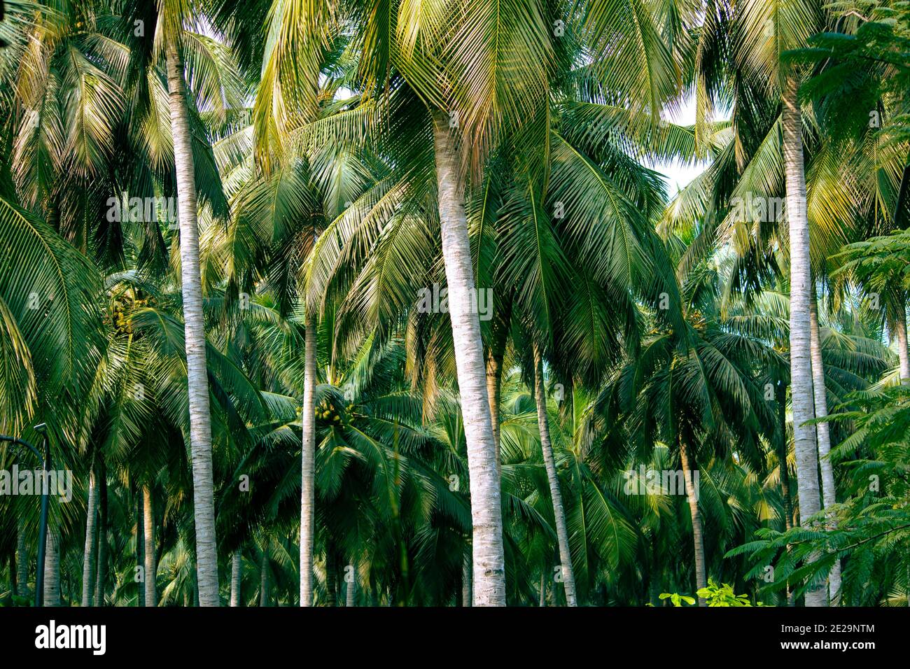 View of coconut tree plantation in Pollachi, Tamil Nadu, India Stock