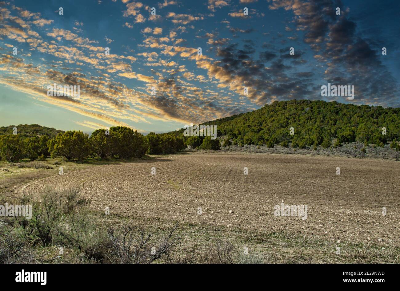 Mesmerizing shot of a beautiful dense forest under a cloudy Stock Photo ...