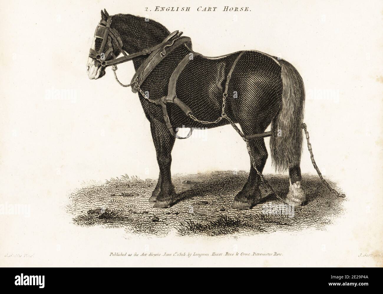 English Cart Horse, Shire draught horse, Equus ferus caballus. Copperplate engraving by John Scott after an illustration by George Stubbs from Abraham Rees' Cyclopedia or Universal Dictionary of Arts, Sciences and Literature, Longman, Hurst, Rees, Orme and Brown, London, 1805. Stock Photo