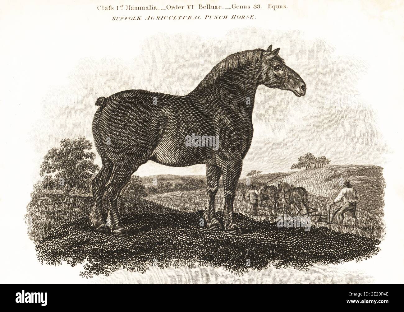 Suffolk Agricultural Punch Horse stallion from the stock of the late Duke of Bedford. English draught horse breed., Equus ferus caballus. Farmers driving a team of three horses to plough. Copperplate engraving by John Scott from Edwards. from Abraham Rees' Cyclopedia or Universal Dictionary of Arts, Sciences and Literature, Longman, Hurst, Rees, Orme and Brown, London, 1808. Stock Photo