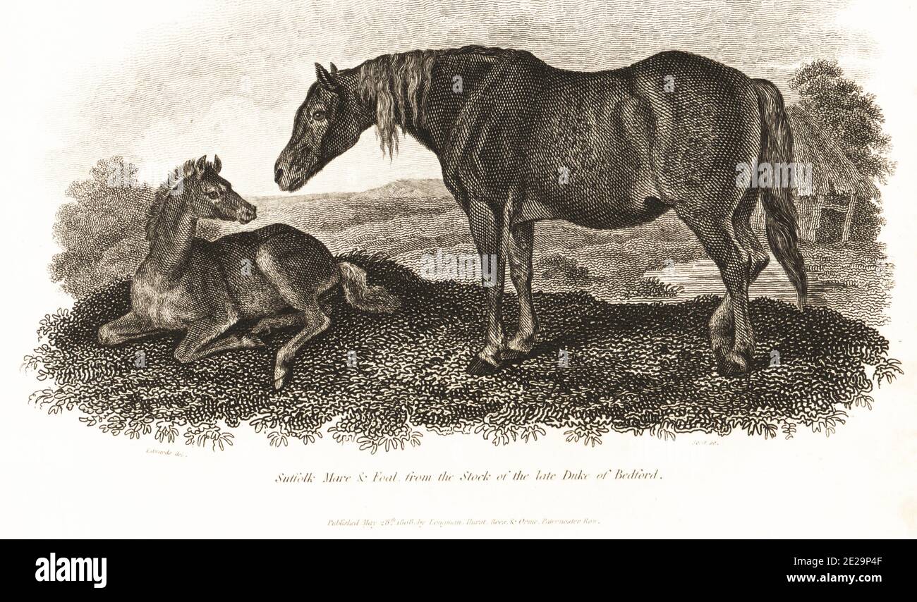 Suffolk Agricultural Punch Horse mare and foal from the stock of the Duke of Bedford. English draught horse breed, Equus ferus caballus. Copperplate engraving by John Scott after Edwards from Abraham Rees' Cyclopedia or Universal Dictionary of Arts, Sciences and Literature, Longman, Hurst, Rees, Orme and Brown, London, 1808. Stock Photo
