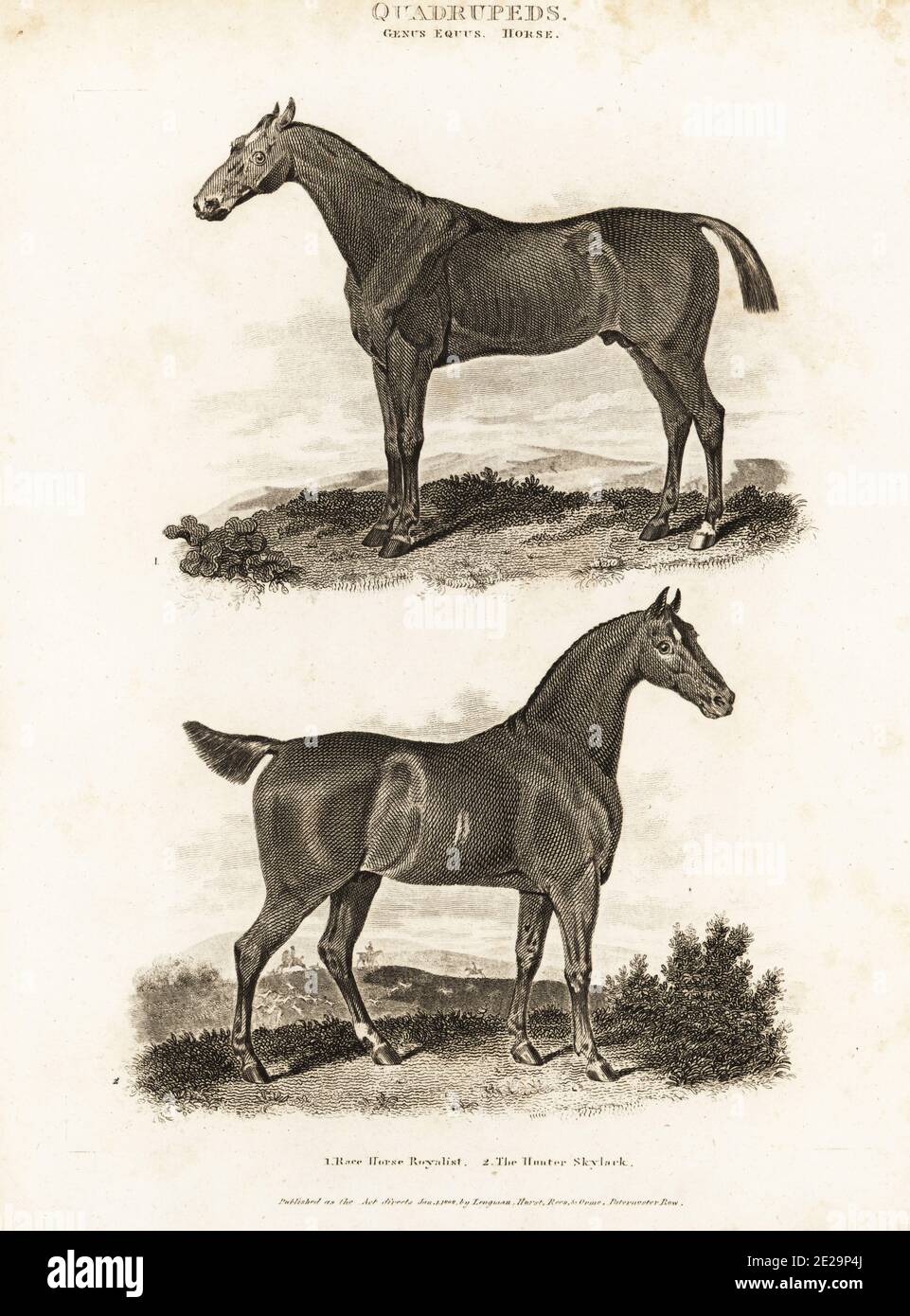 The race horse Royalist 1 and the hunter Skylark 2. Thoroughbred racing and hunting horses, Equus ferus caballus. Copperplate engraving from Abraham Rees' Cyclopedia or Universal Dictionary of Arts, Sciences and Literature, Longman, Hurst, Rees, Orme and Brown, London, 1808. Stock Photo
