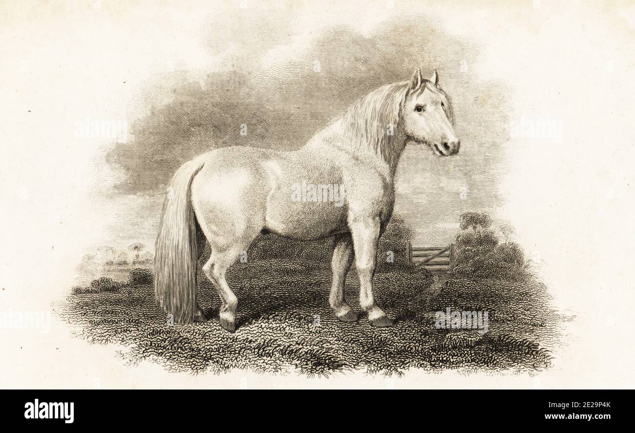 Shetland Pony, Equus ferus caballus. Copperplate engraving by John Scott after an illustration by George Stubbs rom Abraham Rees' Cyclopedia or Universal Dictionary of Arts, Sciences and Literature, Longman, Hurst, Rees, Orme and Brown, London, 1805. Stock Photo