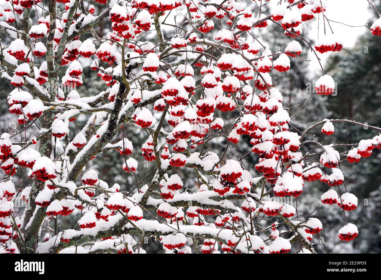Lots of snowy rowanberries (Sorbus Aucuparia), Sweden Stock Photo