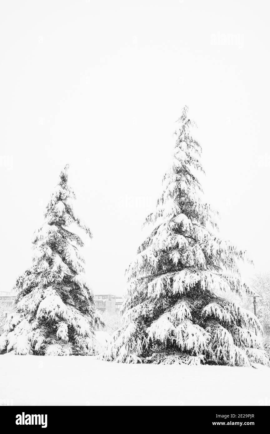 Pine winter forest snowy nature Black and White Stock Photos & Images ...