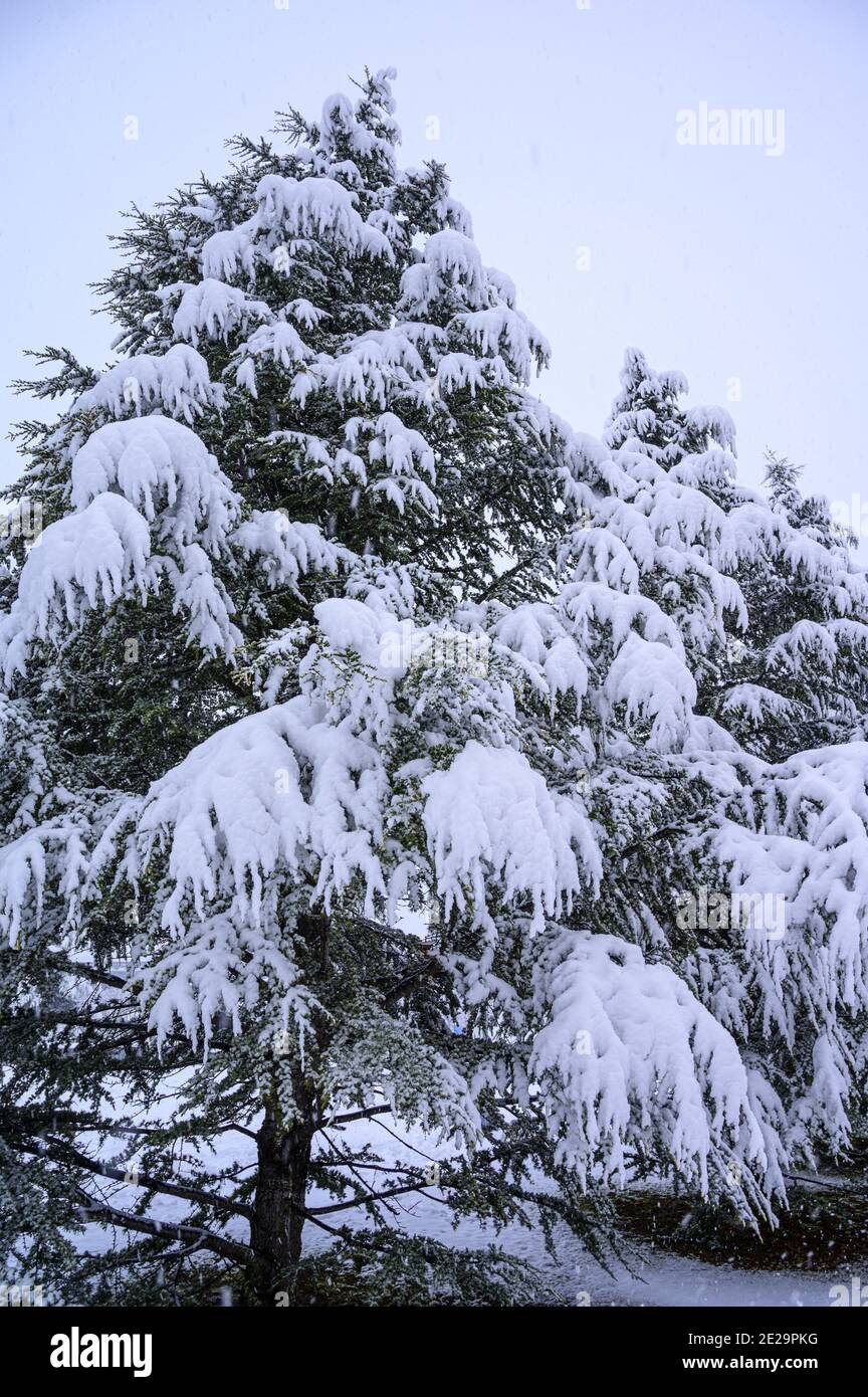 Vertical shot frozen pine hi-res stock photography and images - Alamy