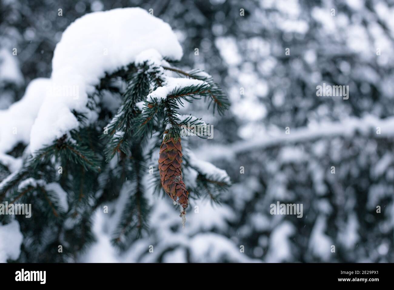 Alpine pine cone snow hi-res stock photography and images - Alamy
