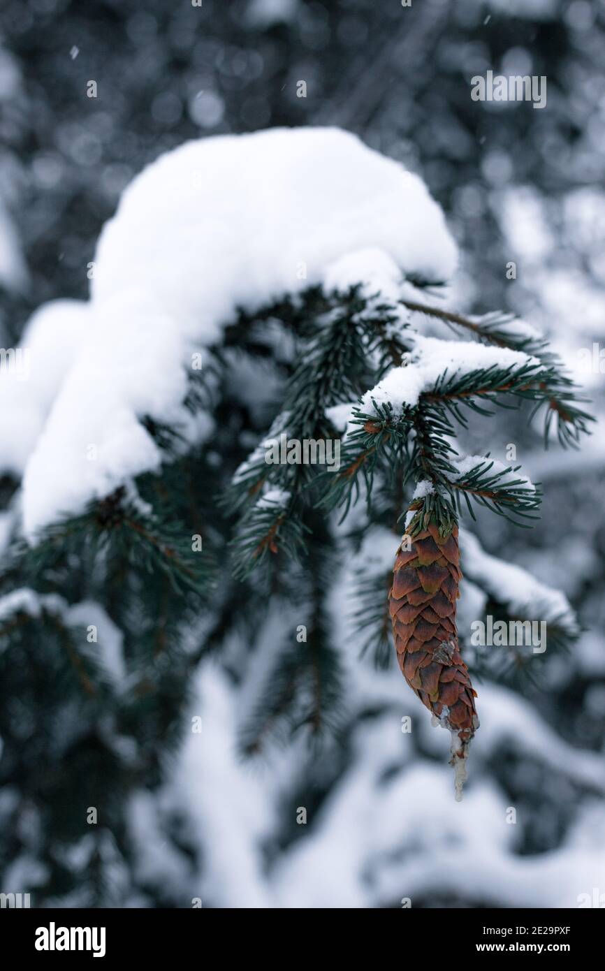 Pine cone on a spruce covered with snow Stock Photo - Alamy