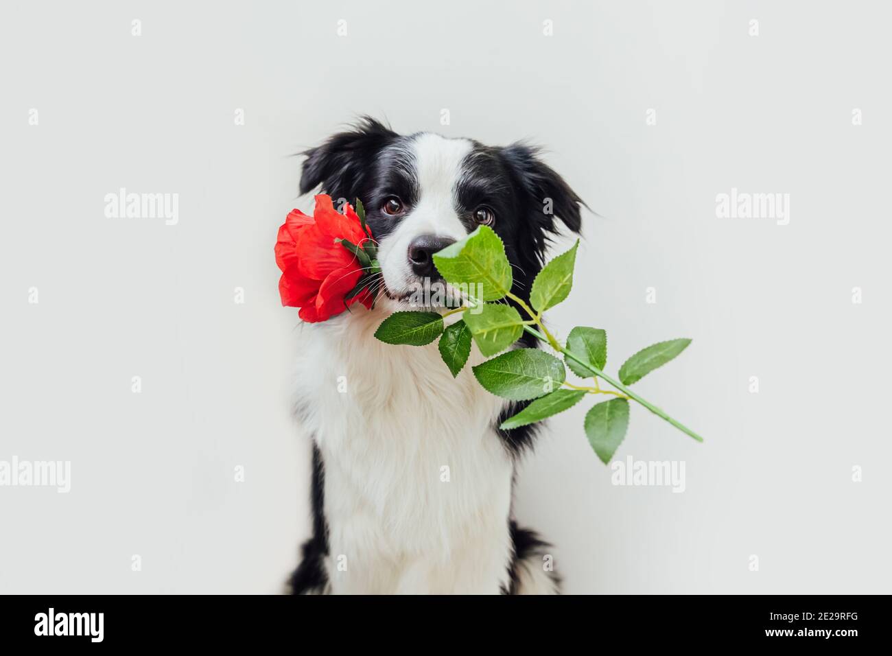 St. Valentine's Day concept. Funny portrait cute puppy dog border ...