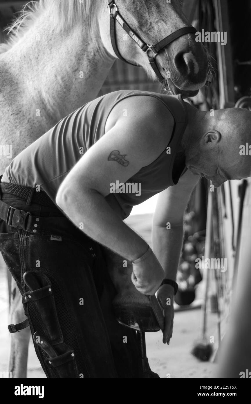 Farrier shoeing horse Stock Photo Alamy