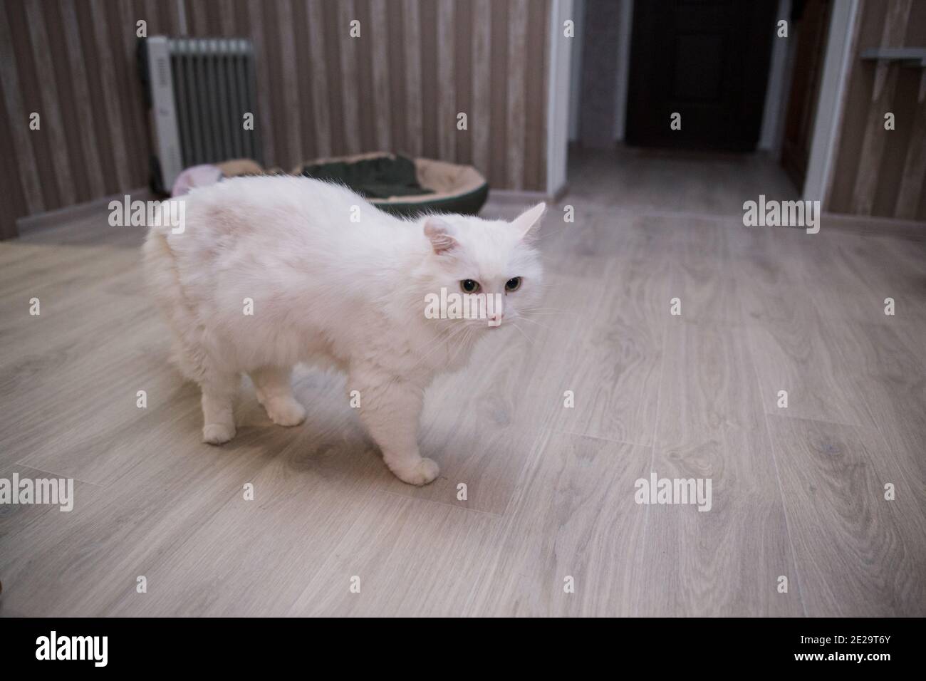 a big white cat walking around the room Stock Photo