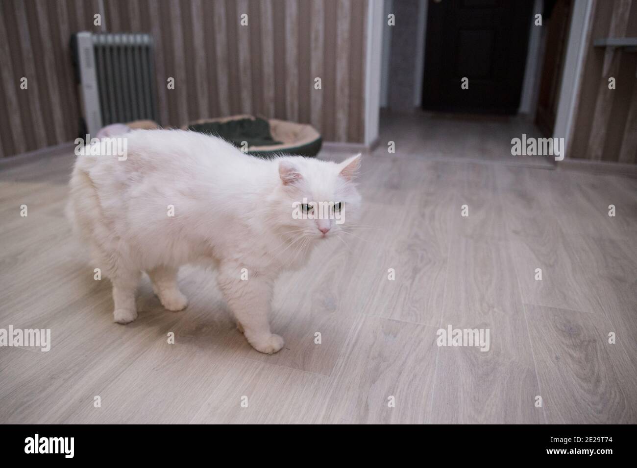a big white cat walking around the room Stock Photo