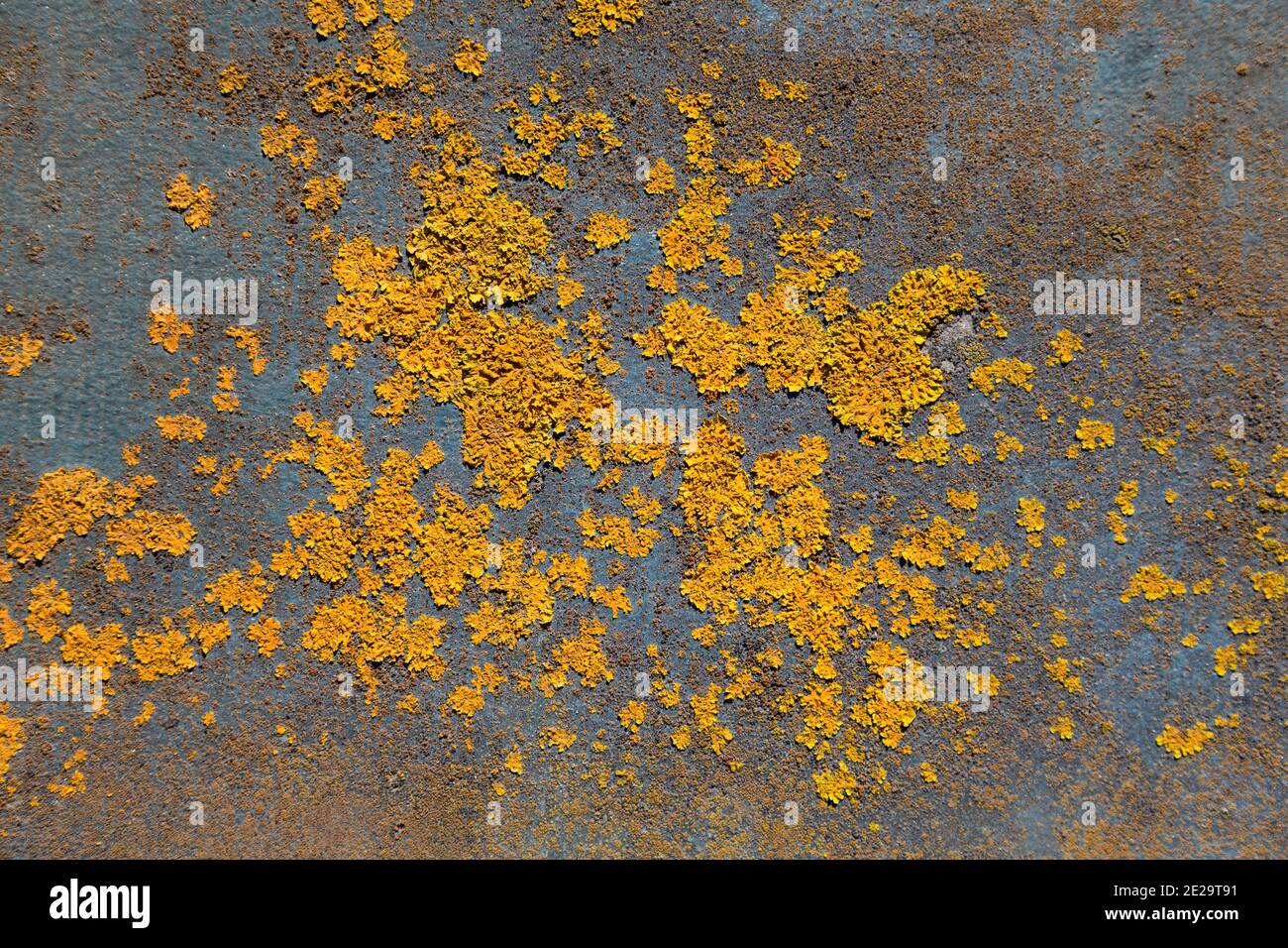 Lichen moss on a wall background. High resolution macro image of yellow