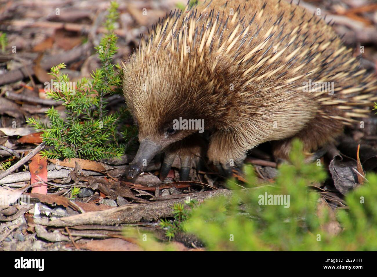 Short Beak Hedgehog High Resolution Photography Images -