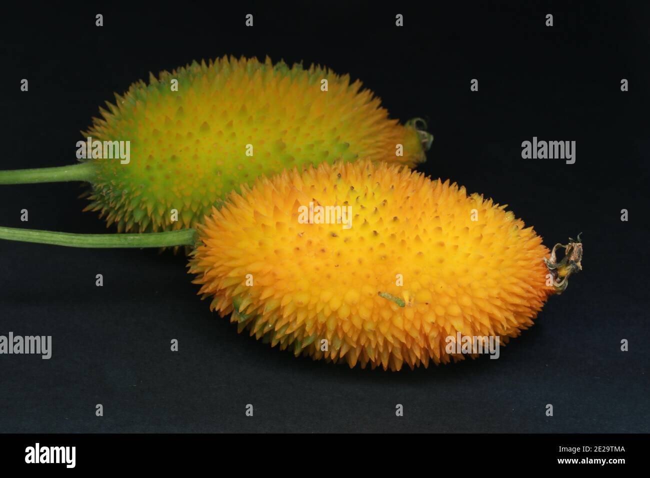 Hairy Bitter Gourd, Momordica dioica, Stock Photo