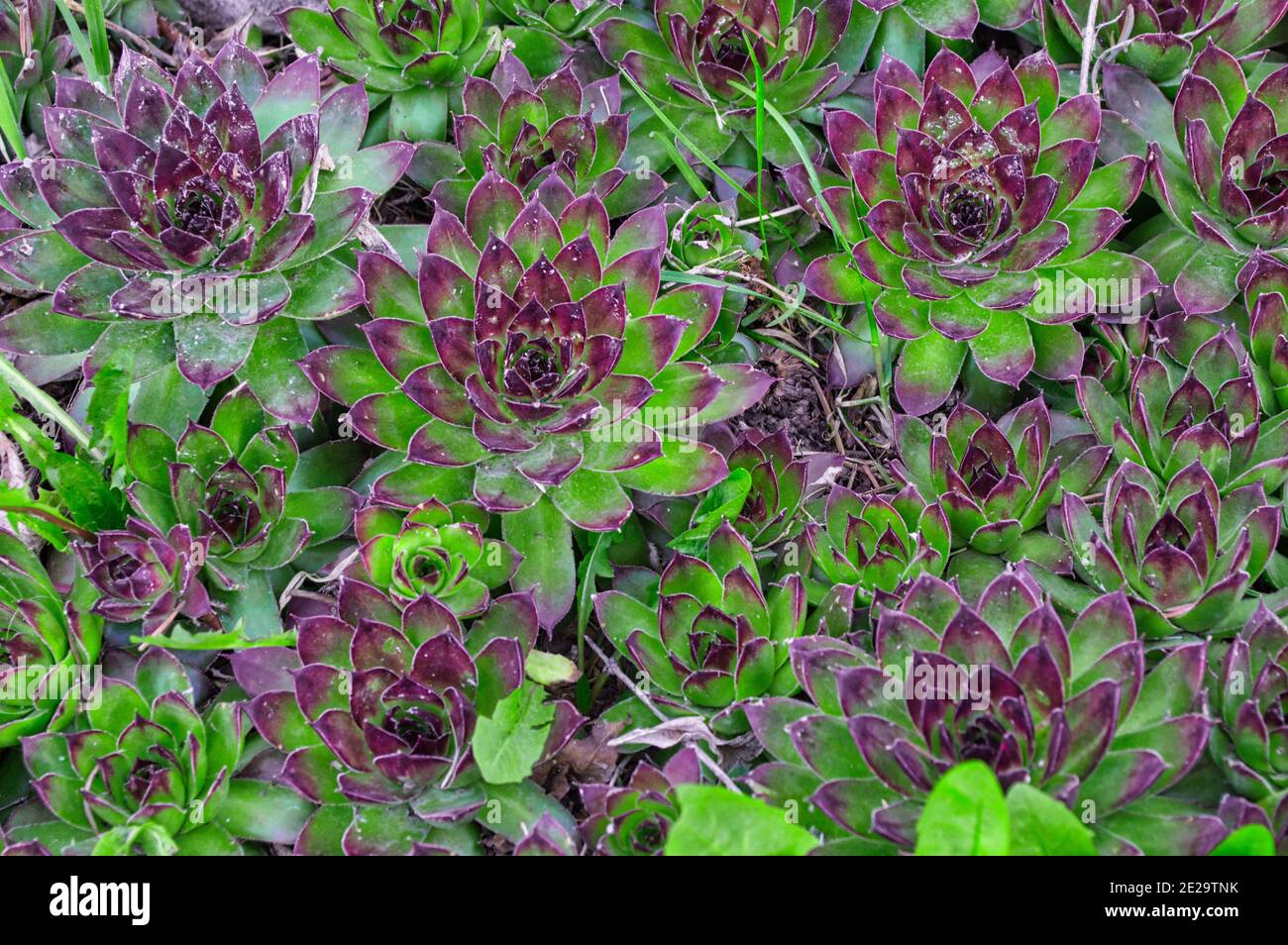 Closeup shot of growing Sempervivum marmoreum plants Stock Photo
