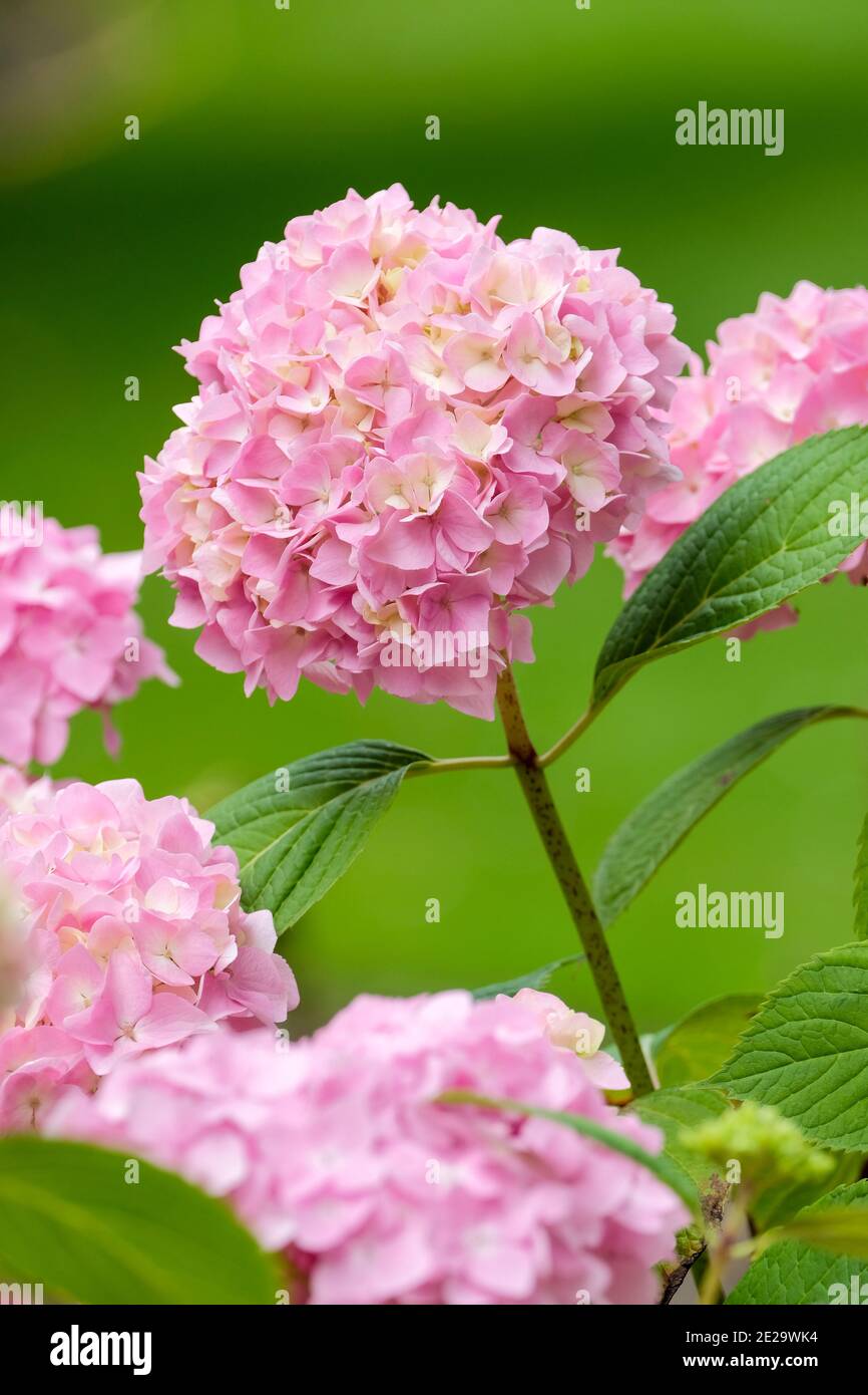 hydrangea macrophylla 'Madame A Riverain' pink flowers growing in alkaline soil Stock Photo