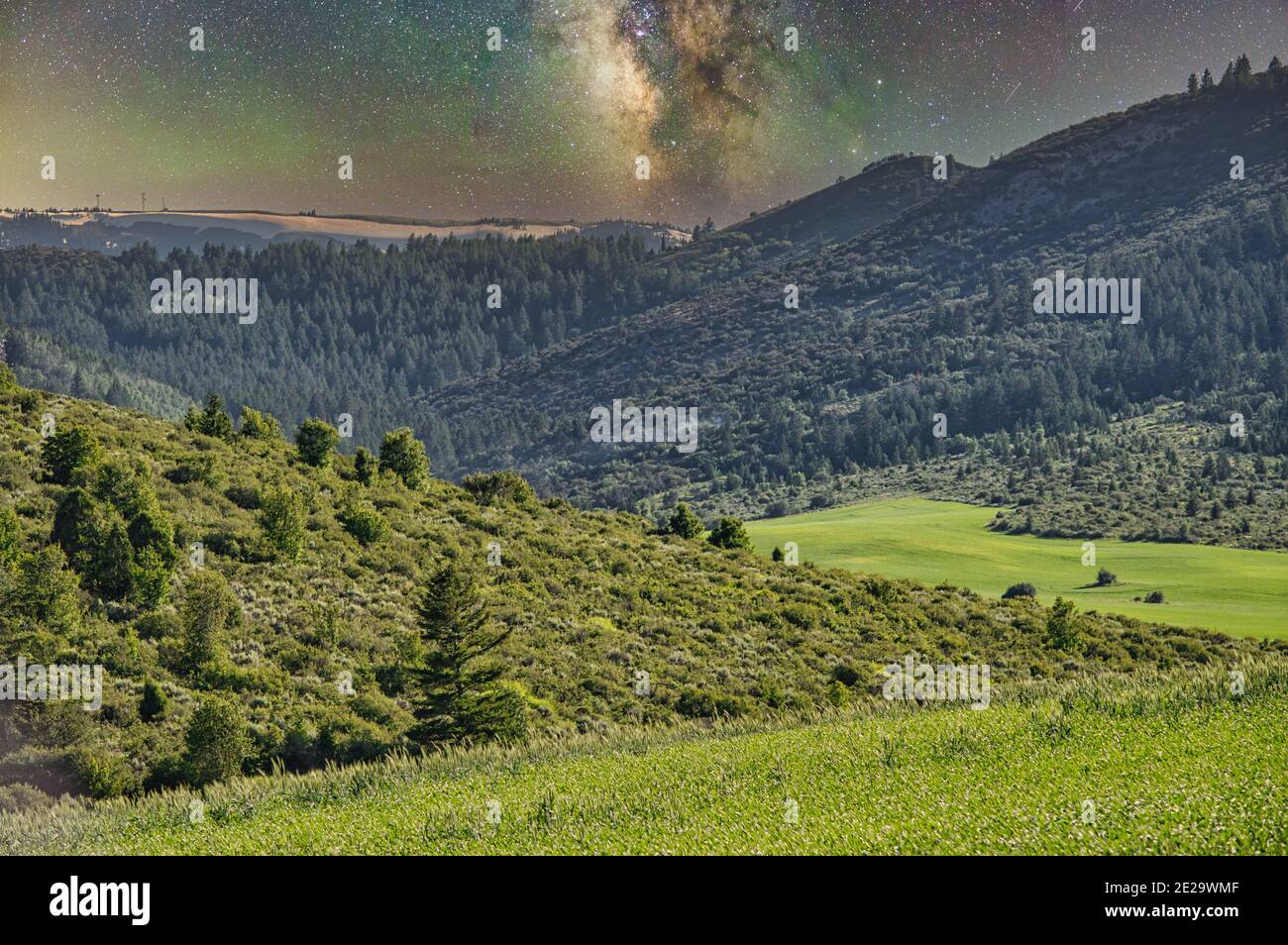 Mesmerizing shot of a beautiful dense forest under the milky way Stock ...