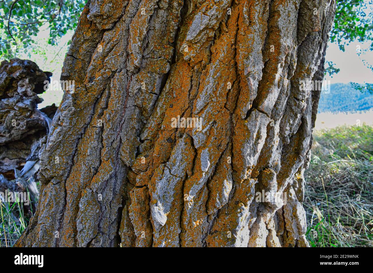 Closeup shot of a tree trunk on a blurred background Stock Photo - Alamy