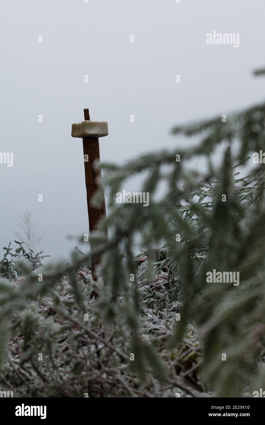Salt lick in a clearing Stock Photo Alamy