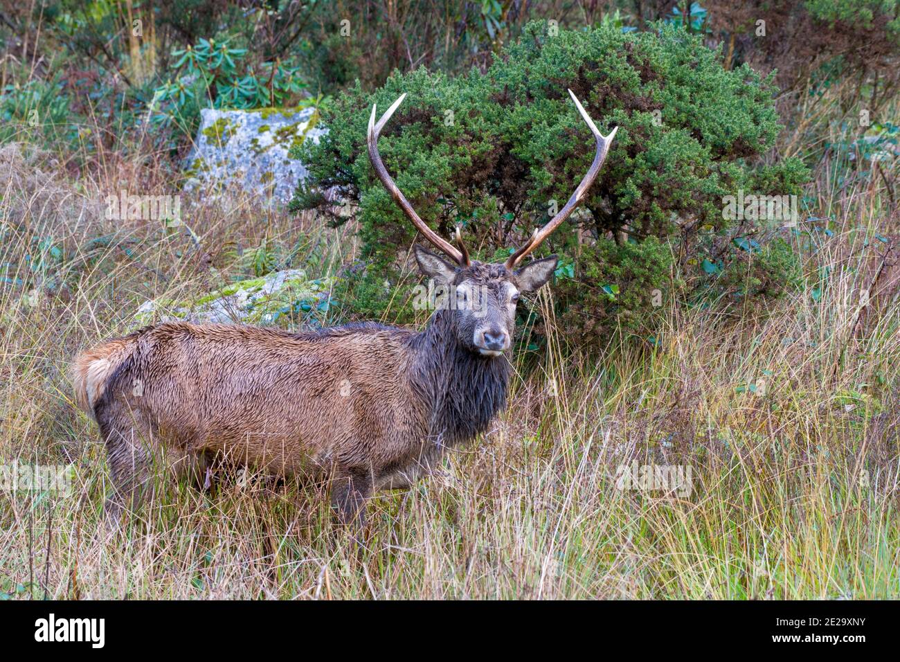 Red deer cervus elaphus] hi-res stock photography and images - Alamy