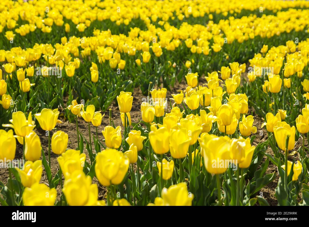 Large field of yellow colored tulip flowers Stock Photo - Alamy