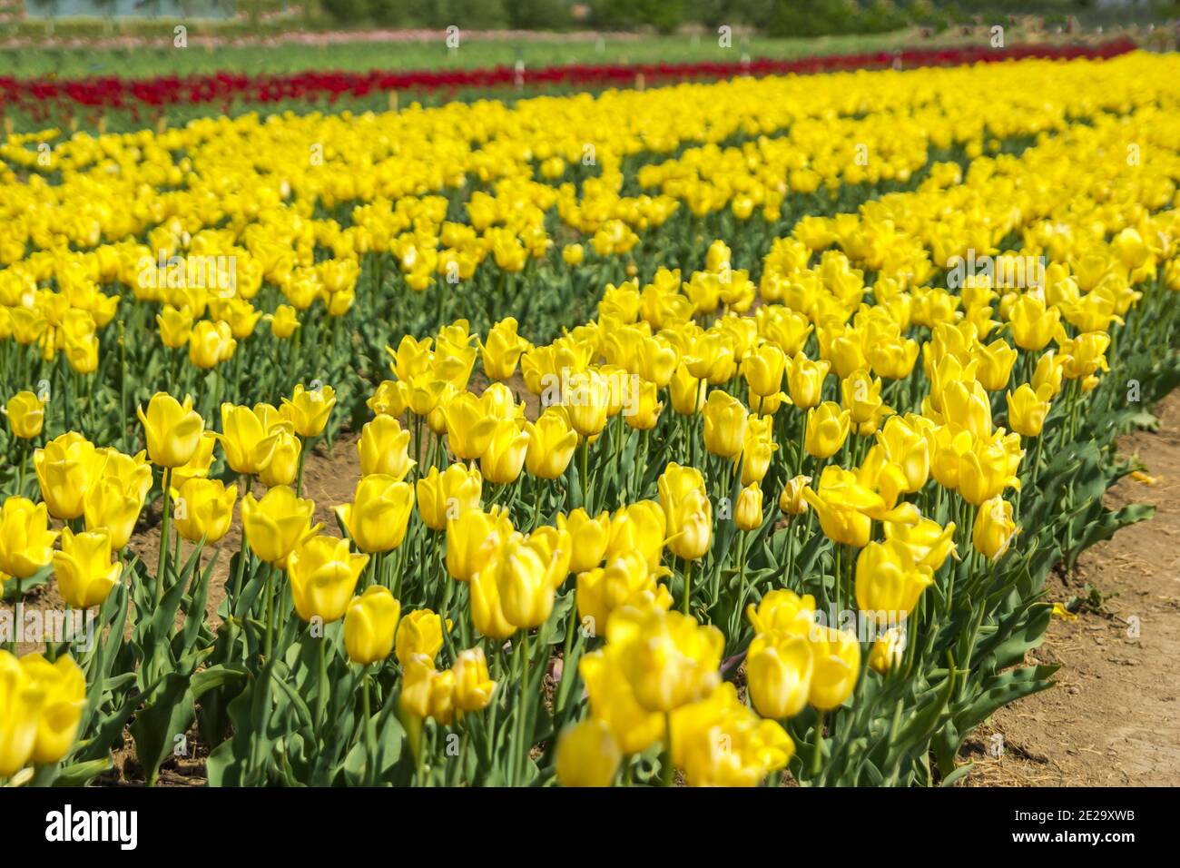 Large field of yellow colored tulip flowers Stock Photo - Alamy