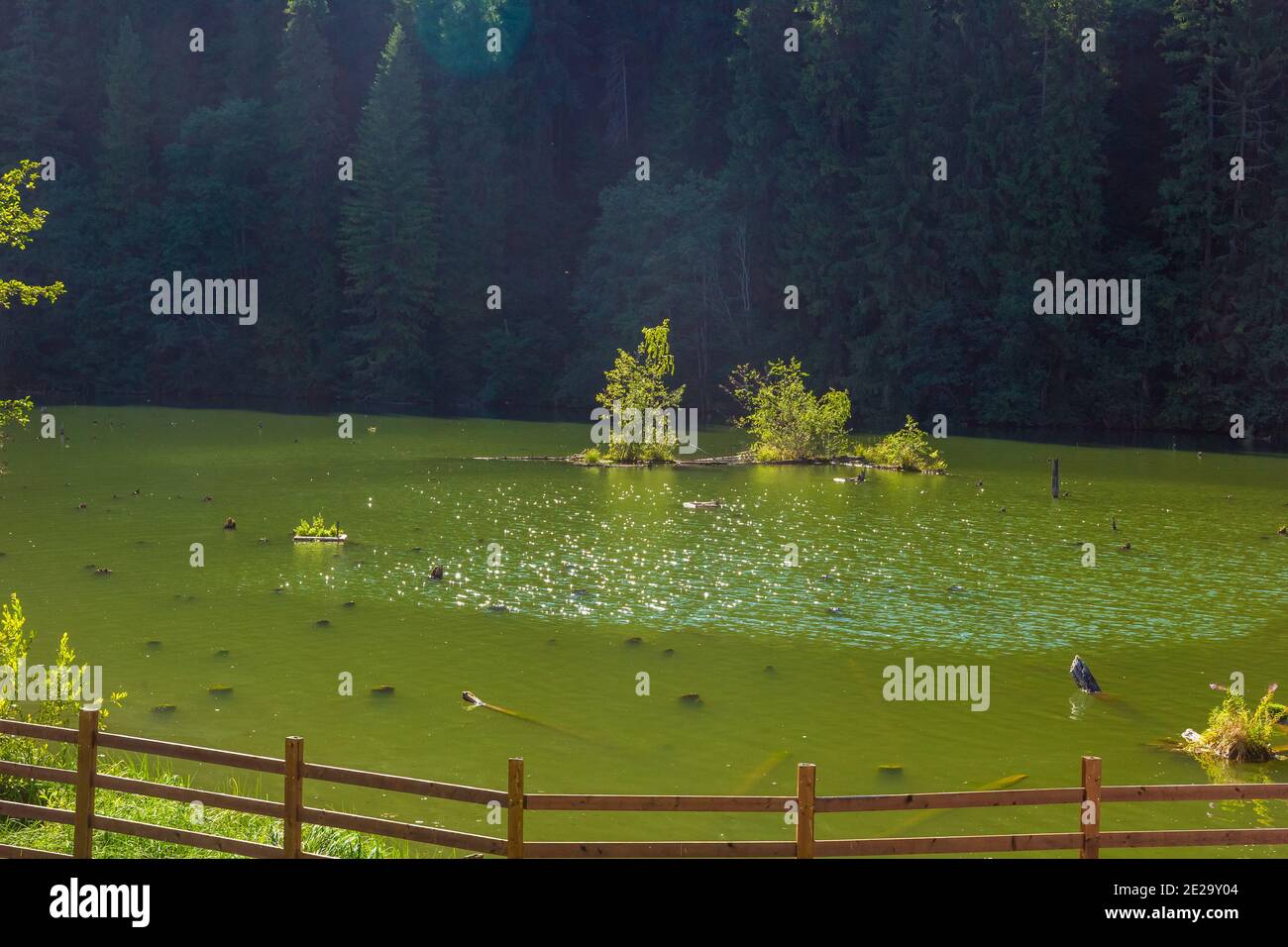 Lacu Rosu, Red Lake in Romania Stock Photo - Alamy