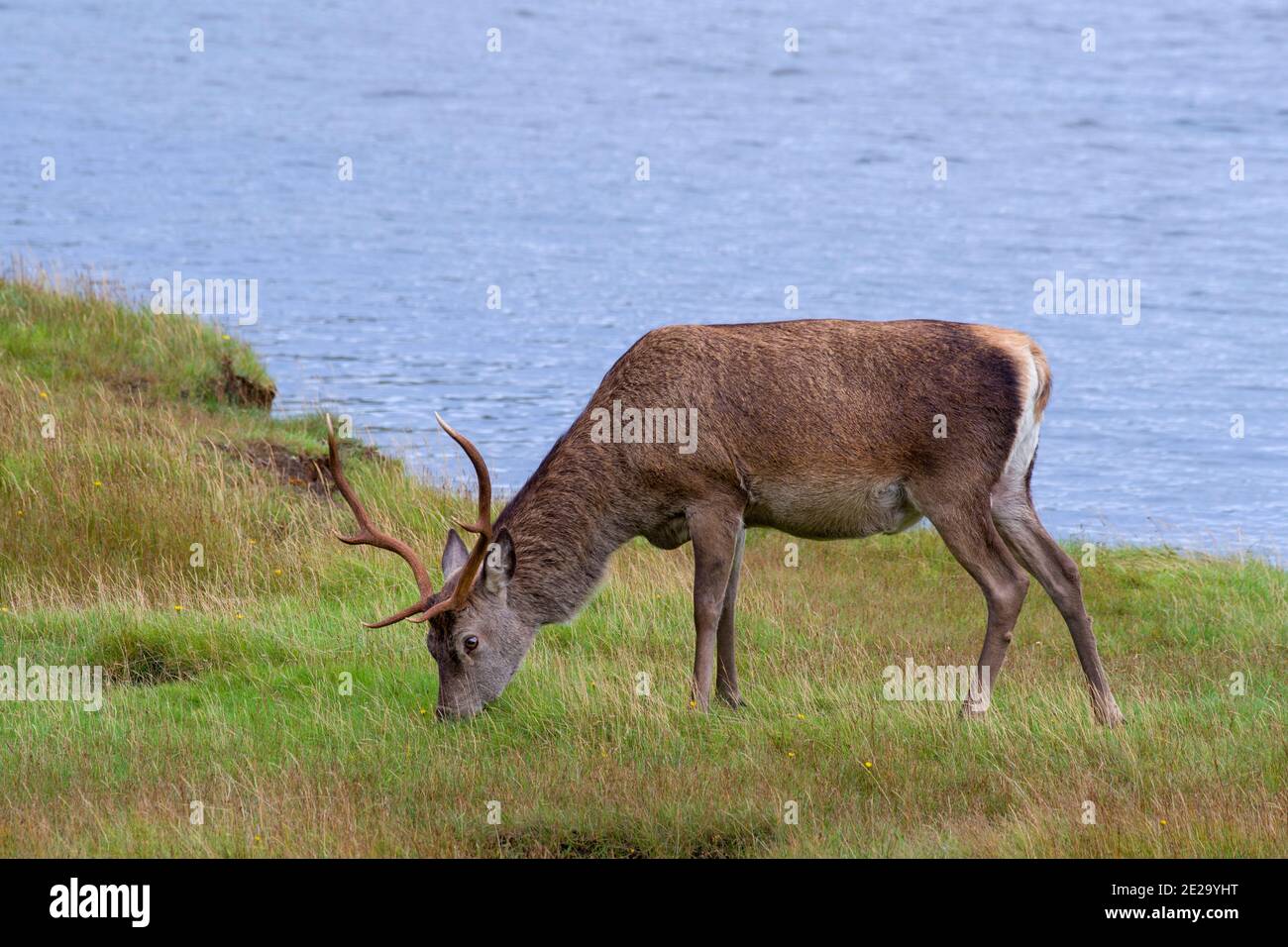 Red deer cervus elaphus] hi-res stock photography and images - Alamy