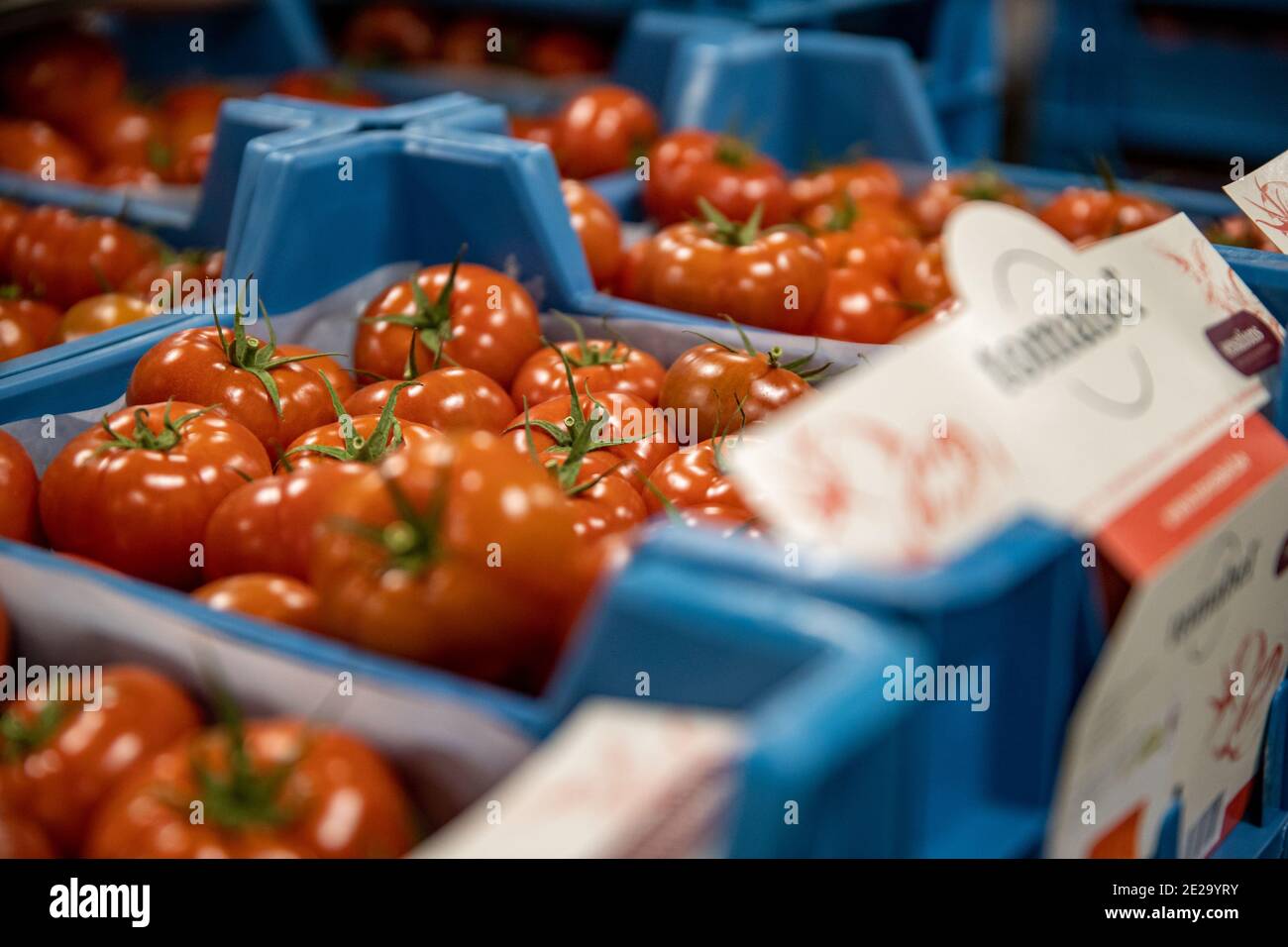 Illustration picture shows tomatoes at the 'REO Veiling' fruit and