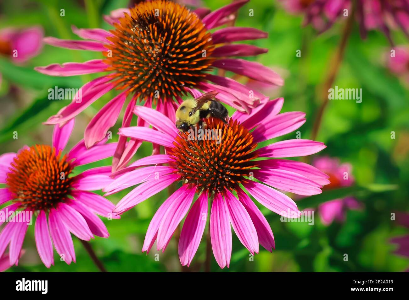 Honeybee sitting on pink hi-res stock photography and images - Alamy