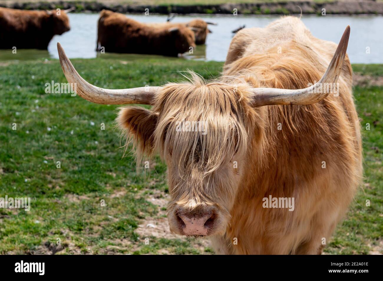 Scottish Highlander cattle with a lake in the background Stock Photo ...