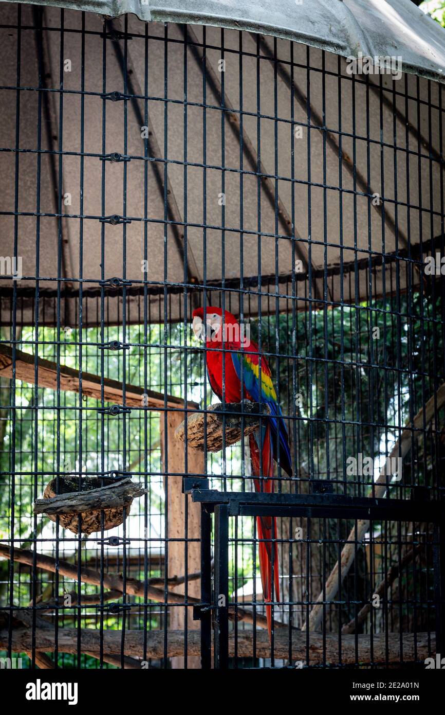 Vertical Shot Of A Colorful Scarlet Macaw Parrot In The Cage Stock vertical-shot-of-a-colorful-scarlet-macaw-parrot-in-the-cage-stock