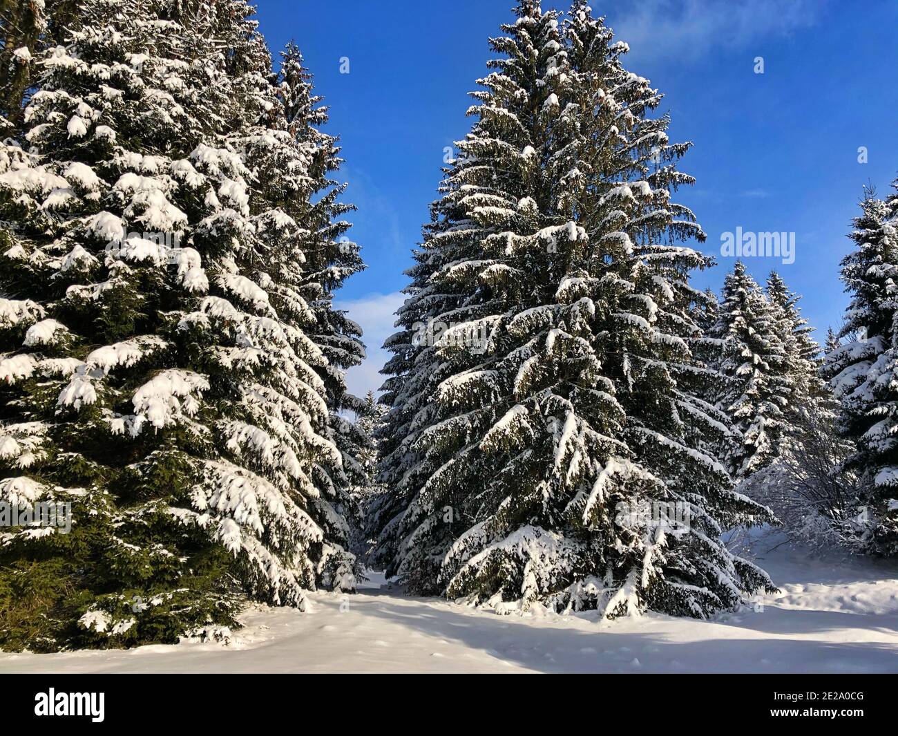 Beautiful shot of a winter landscape with high trees covered by snow ...