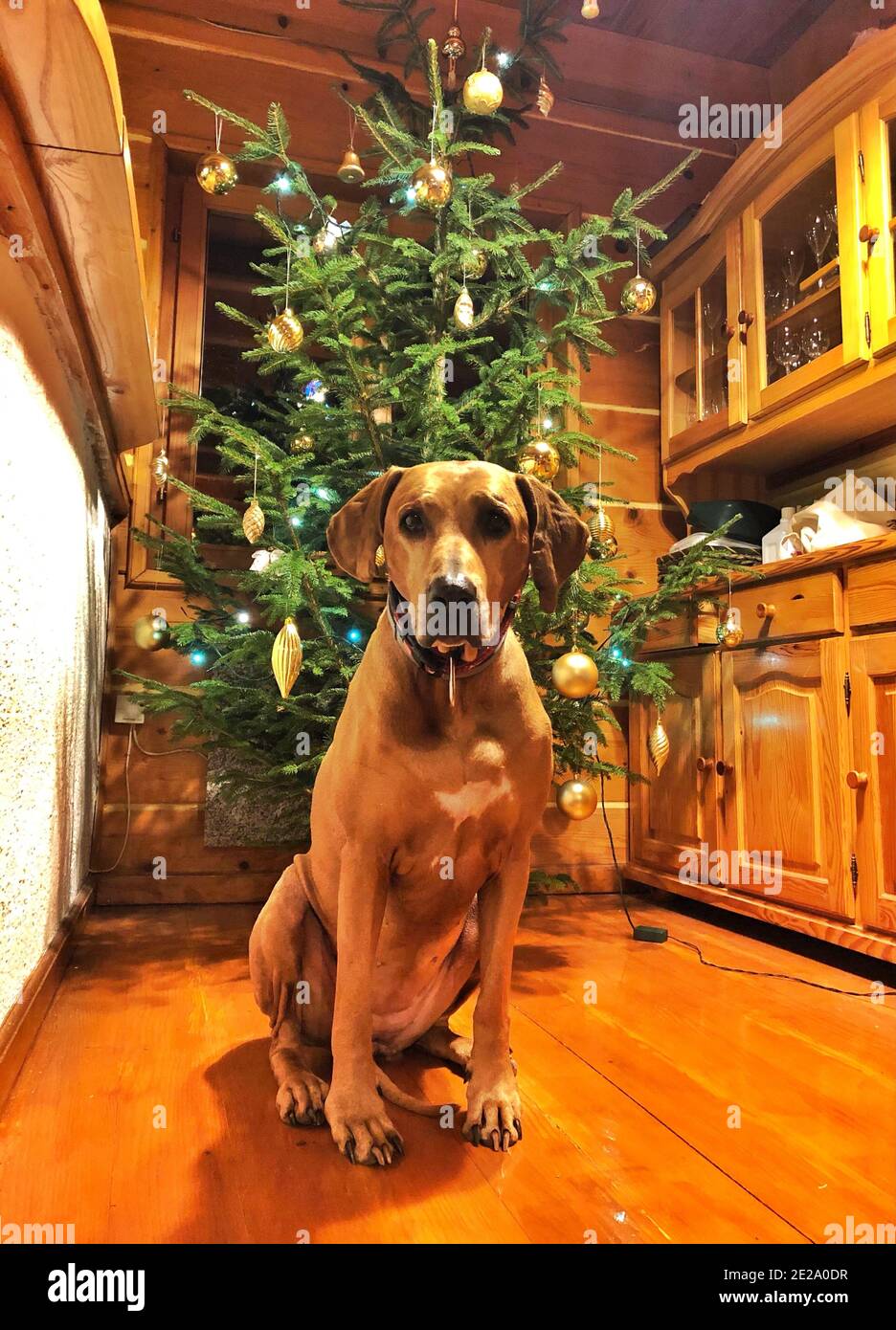 Big brown dog posing for the camera in front of the decorated Christmas ...