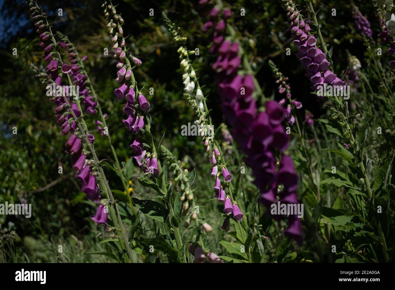 Foxgloves are seen during a walk around Cholesbury Stock Photo