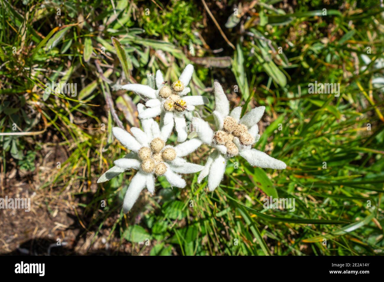 Edelweiss flowers close up view in Vanoise national Park, France Stock Photo