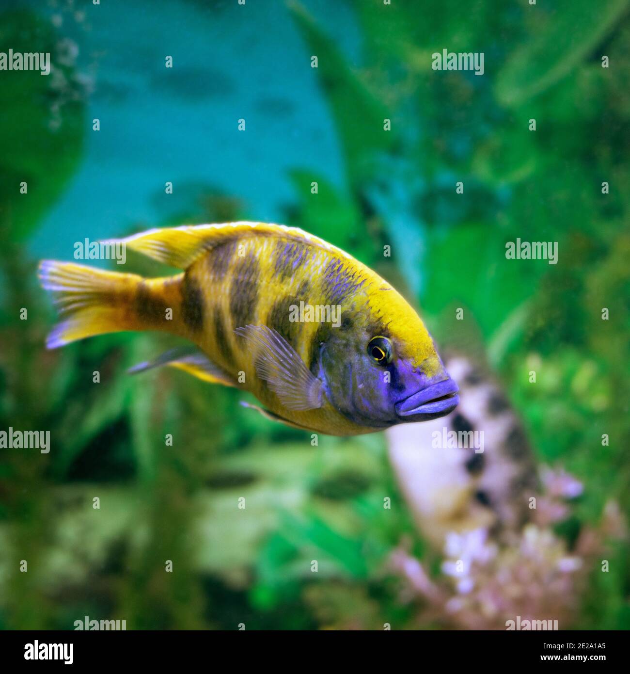 Cichlid golden leopard fish or Haplochromis venustus in aquarium with blurred background Stock Photo
