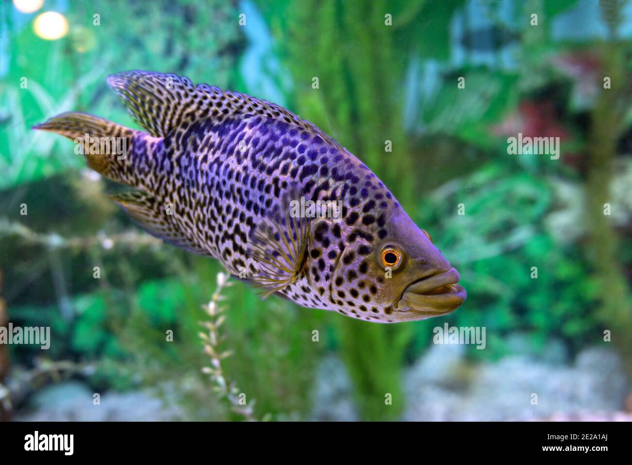Parachromis managuensis or Managuense Cichlid or cichlid jaguar fish on aquarium blur background Stock Photo