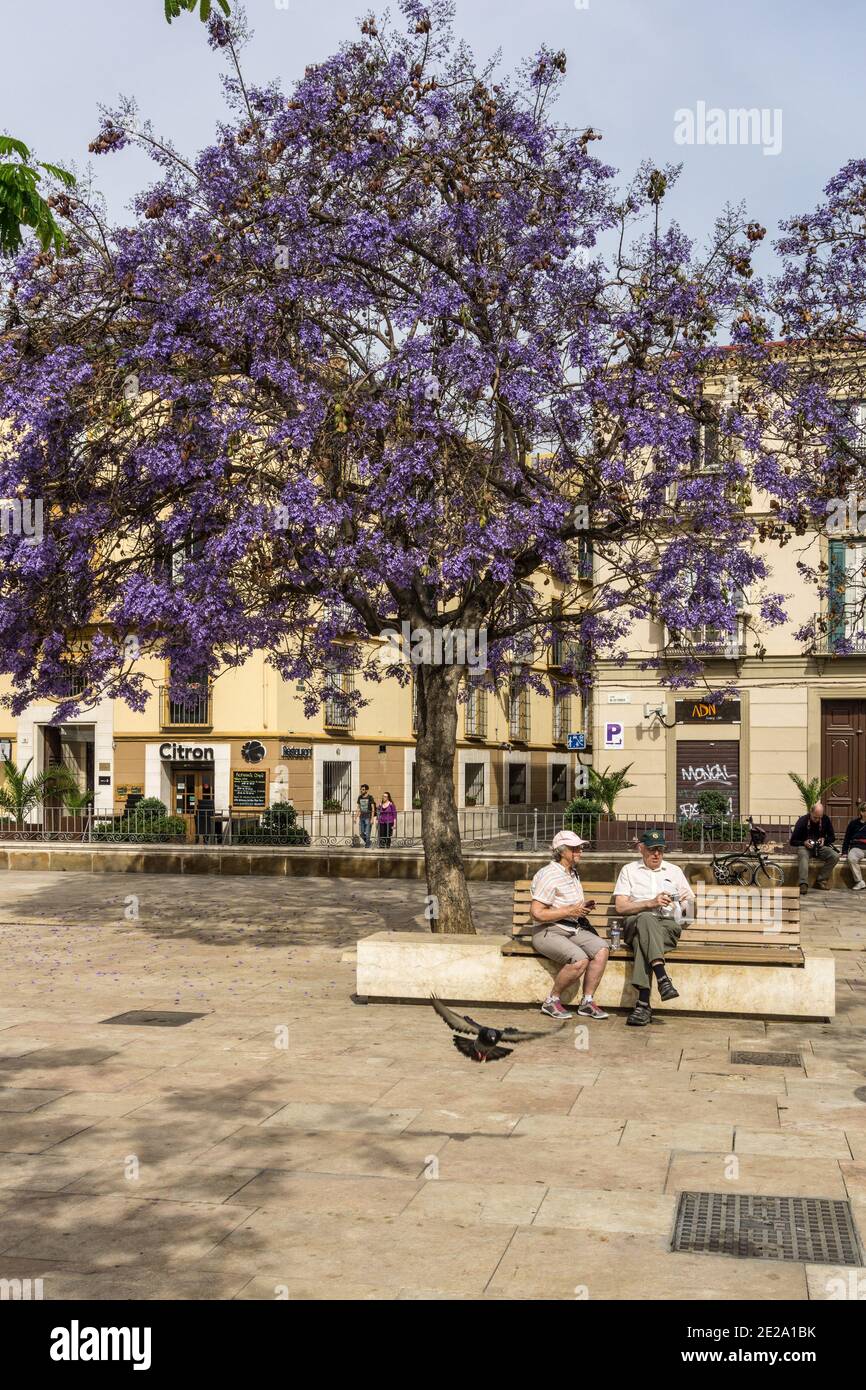 Jacaranda Trees Spain High Resolution Stock Photography And Images Alamy