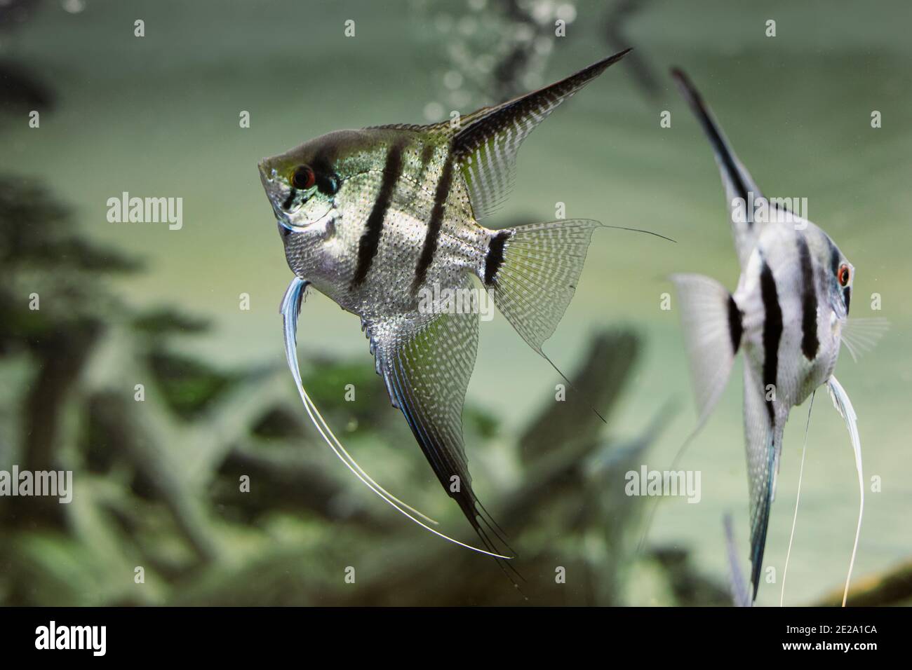 Two zebra Angelfish or Pterophyllum scalare in aquarium with blurred background Stock Photo