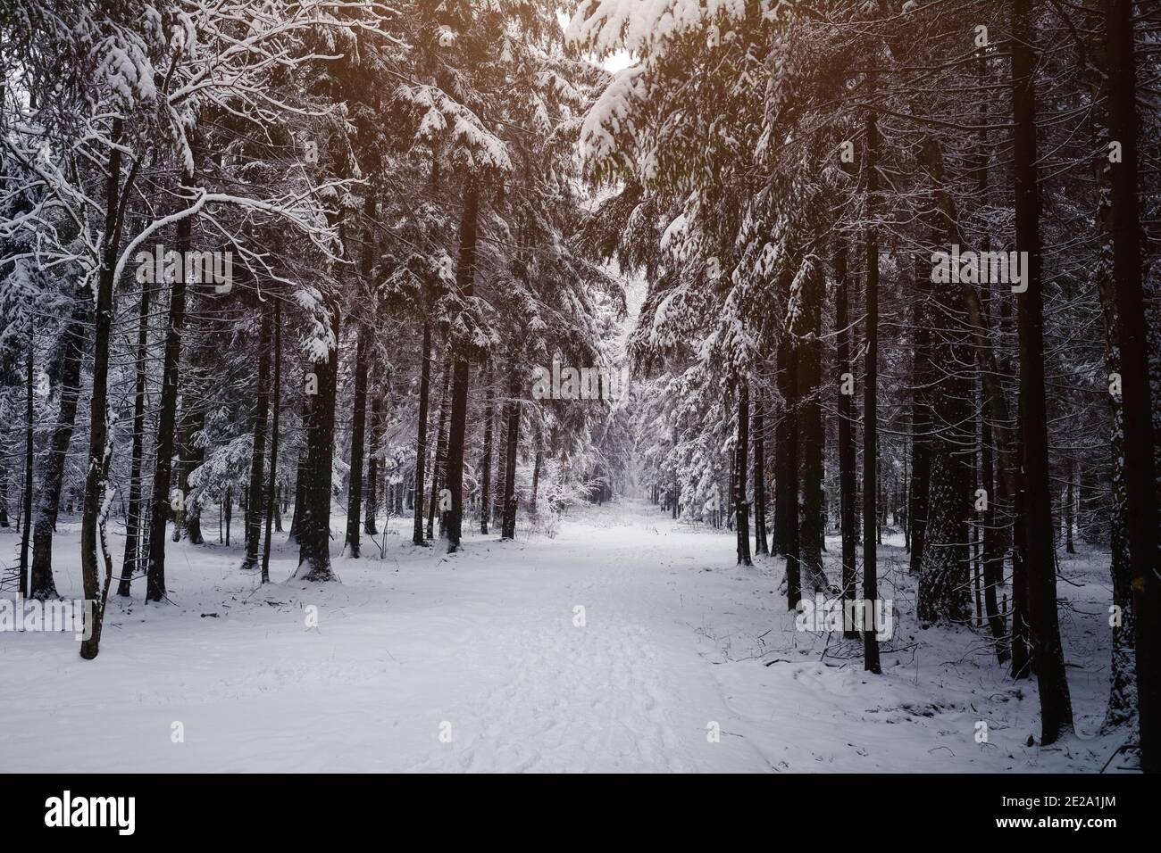 Pine trees are covered with snow on a frosty evening. Beautiful winter ...