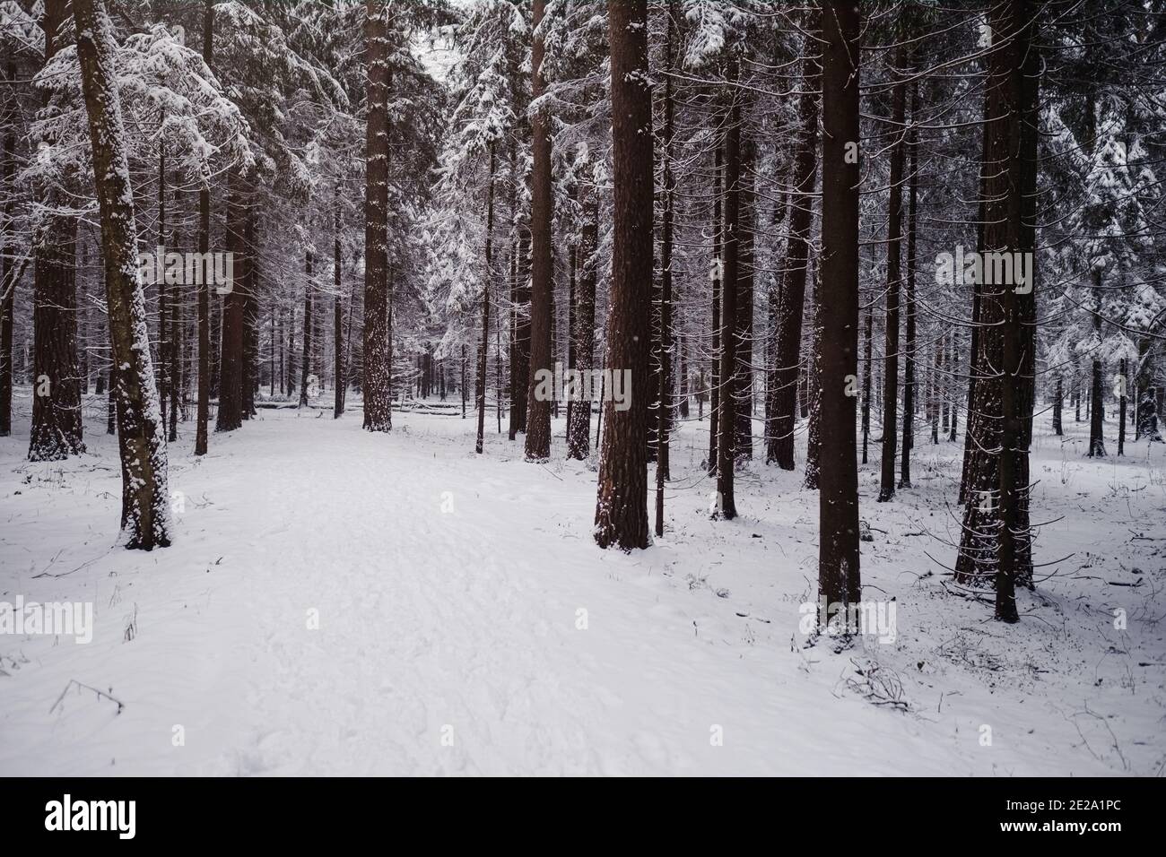 Pine trees are covered with snow on a frosty evening. Beautiful winter ...