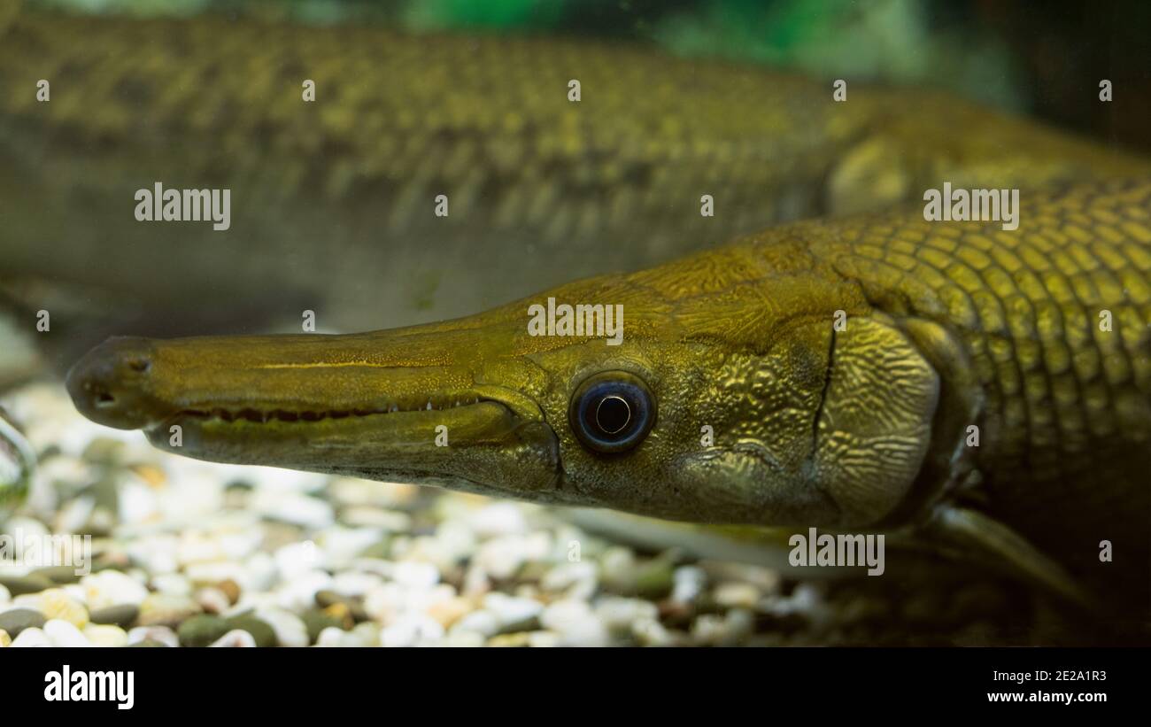 Close up of Spotted gar or Lepisosteus oculatus fish photographed in an aquarium Stock Photo