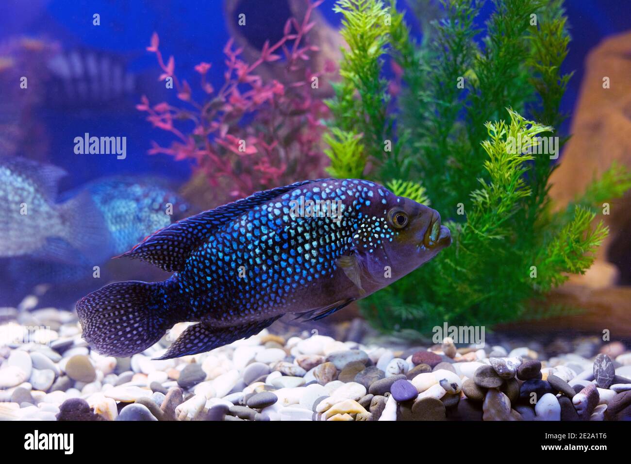 Rocio octofasciata fish or Cichlasoma bee on blue water background with aquarium pets. Stock Photo