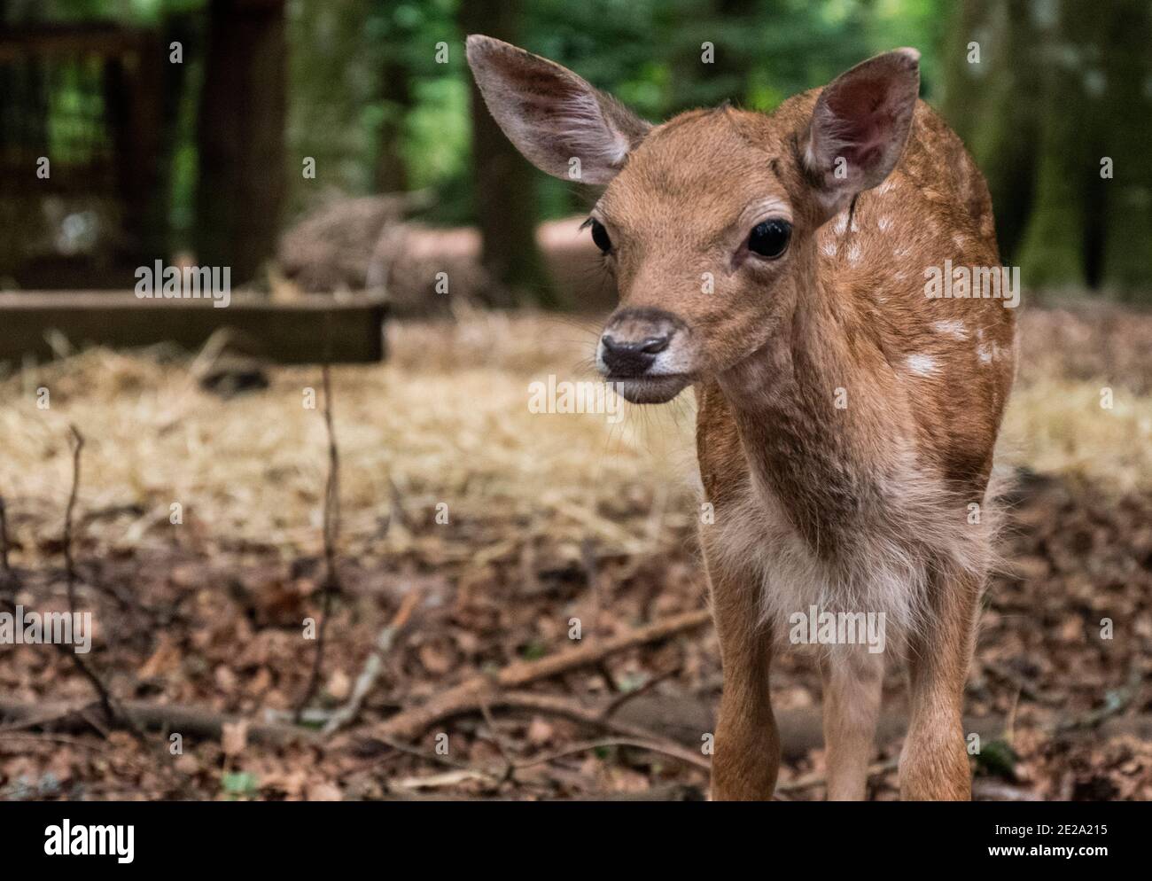 Gargano National Park, fawn, deer cub in the Umbra Forest Nature Reserve, Italy, Gargano peninsula, Apulia, Foggia Stock Photo - Alamy Gargano National Park, fawn, deer cub in the Umbra Forest Nature Reserve, Italy, Gargano peninsula, Apulia, Foggia Stock Photo - Alamy